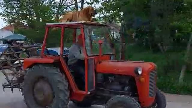 Dog Goes for a Ride on Top of a Tractor