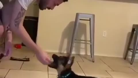 Dog Training tips videos ,