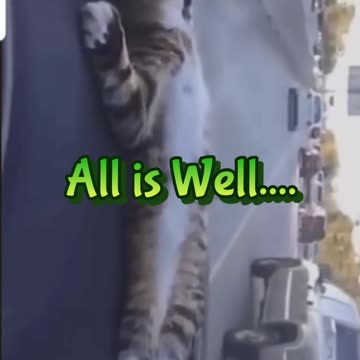 RPFC Archive- These Cats