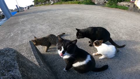 Cat Island in japan EP 2