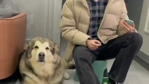 Funny Dog Mimics Its Master