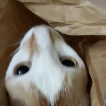 Cute Cat Inside a Bag