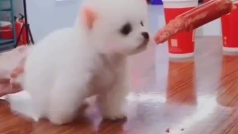 Funny Pets Moment #21
