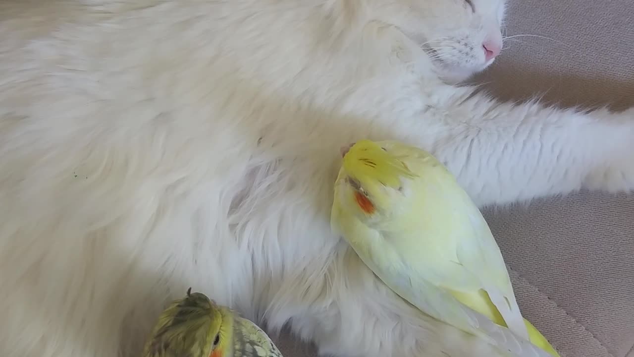 A Multi-Species Nap Session