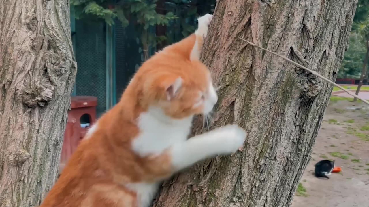 Cat on tree