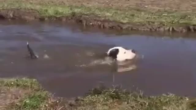 🐶american bully swimming 🐶dog life