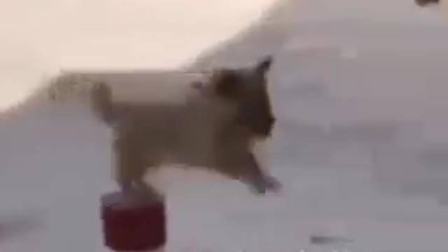 Animals Doing Crazy Stuff -Laughing Out Loud