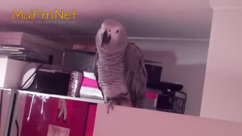 Funny Parrot - A Cute Funny Parrots Talking Videos Compilation