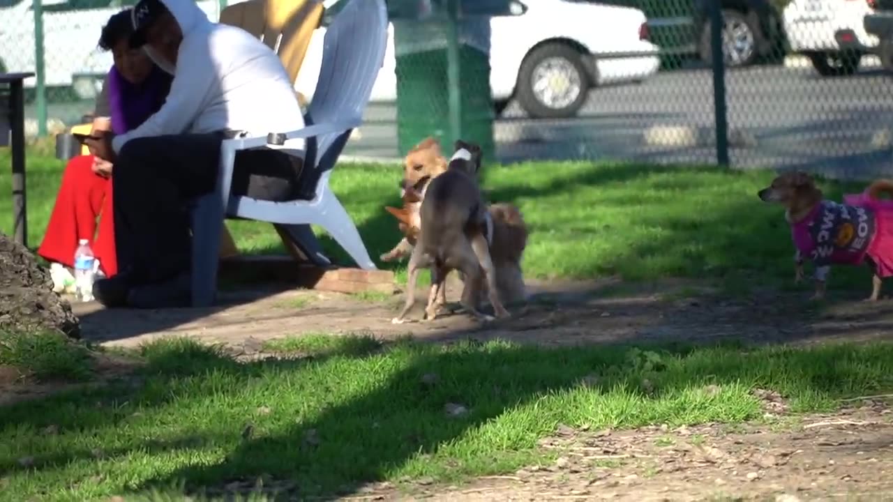 I Filmed My Dog Whenever He Cried Or Was Nasty For 24 Hours