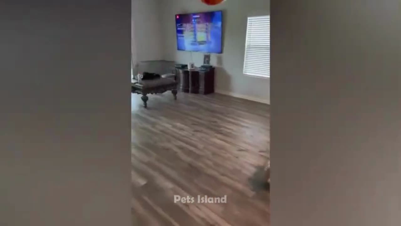 Bulldog falls playing with ballon- short clips - funny dogs