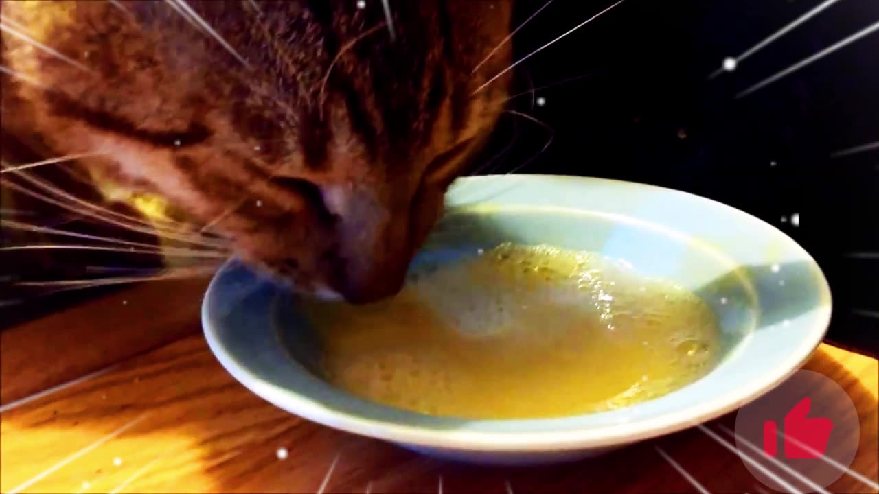 Cat Drinking ASMR