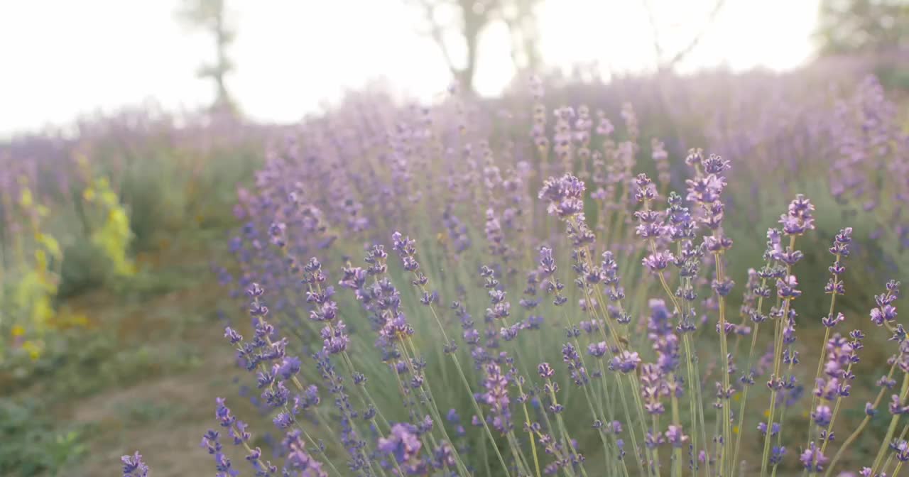 purple flower sea,warm sunlight