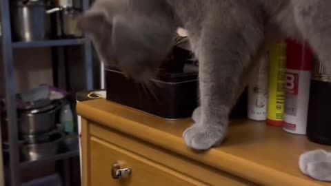 Cute and funny cat video.
