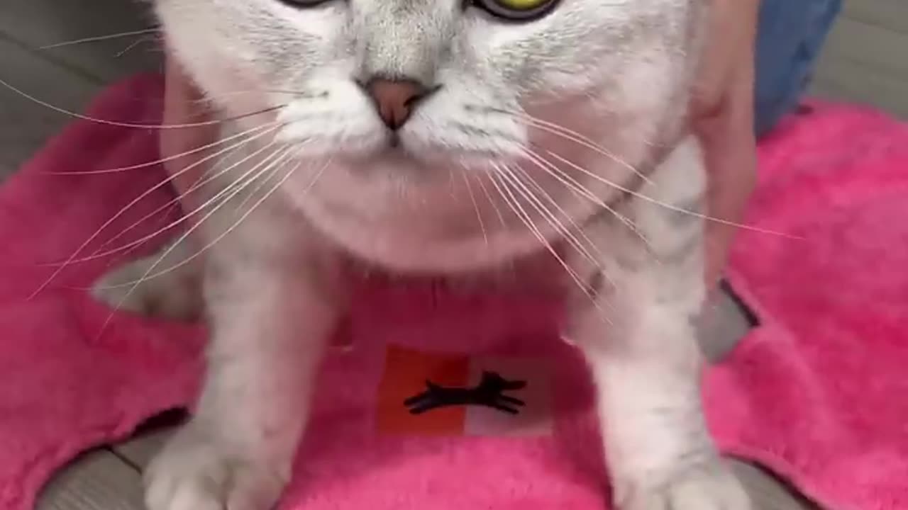 Funny 🤣 😺 cat 🐈 masti video 📷