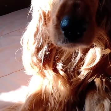 #beautifuldog, #cute, #dog, #animals