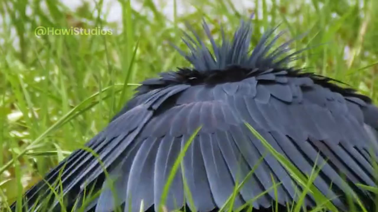 Black heron hunting 😮