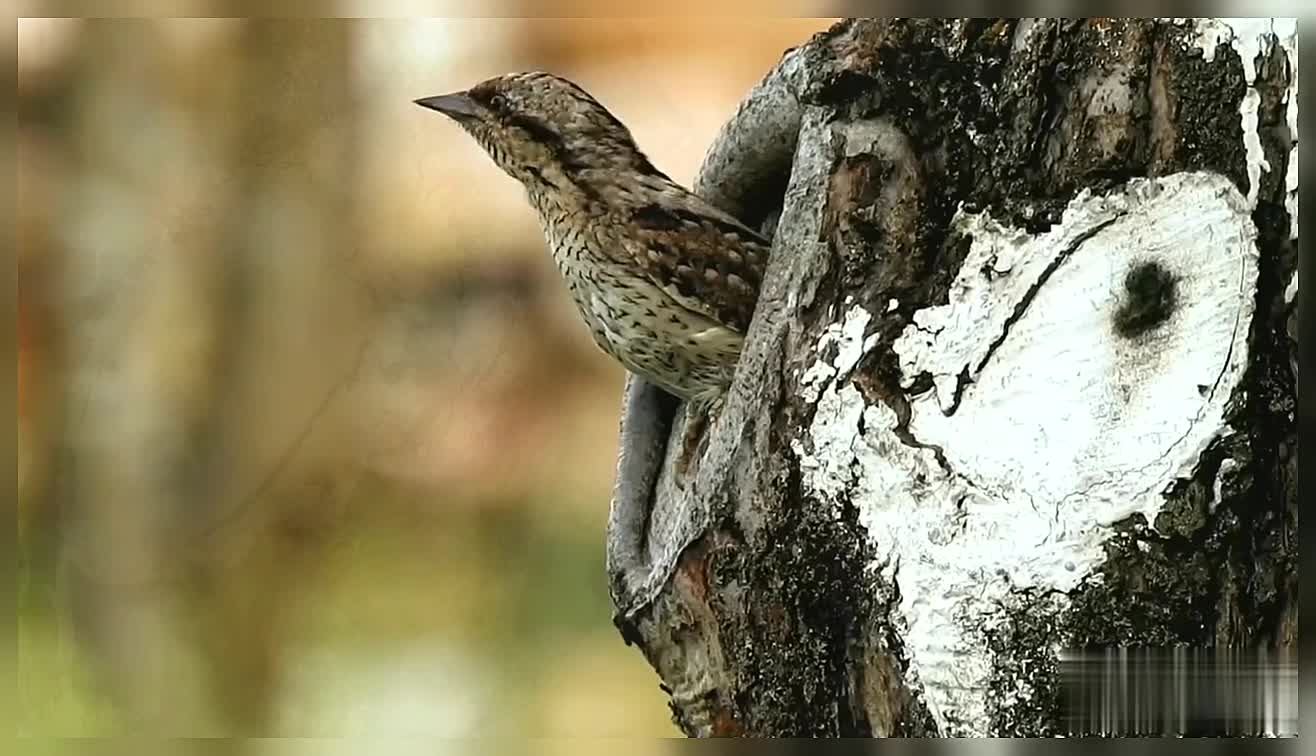 Birds Beautiful Little Birds Nature Birds In Nature Wildlife Forest Birds Birds