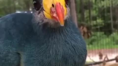 beautiful bird 1