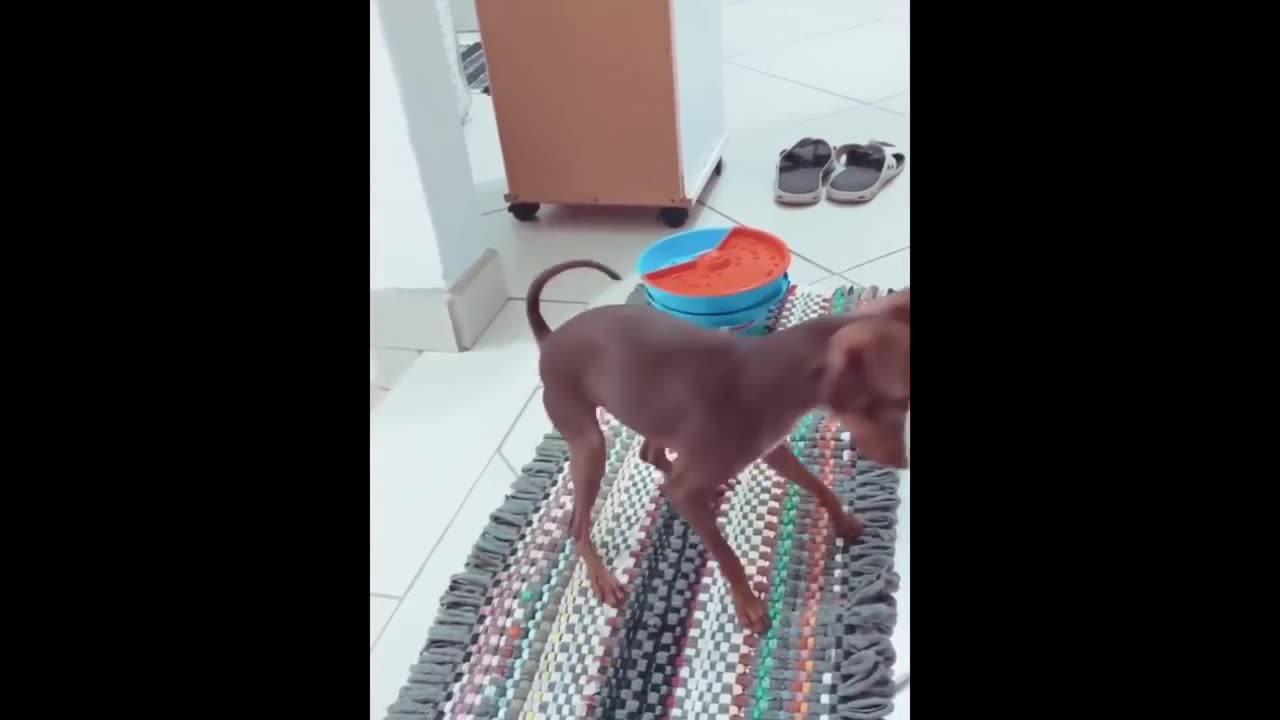 New Funny Animals π Funniest Cats and Dogs Videos πΊπΆ