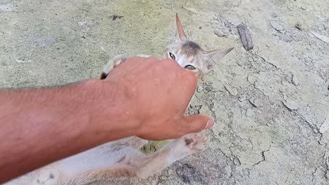Cats Fighting with sound | Exclusive Video | Funny Cats Arguing | Viral Cats