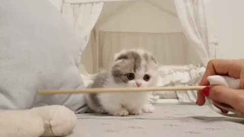 Cute Kitten Videos Short Leg Cat 🐈🐱- Funny Cat Video