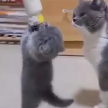 The kitten is very hungry, eats from a bottle