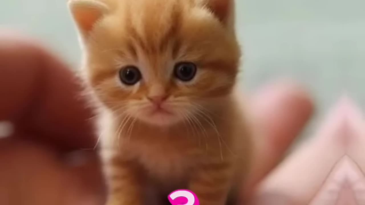 Cute Cats