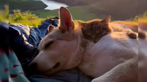 Cat and Dog sleeping together