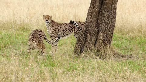 fastest animal on land cheetah! cheetah hunting