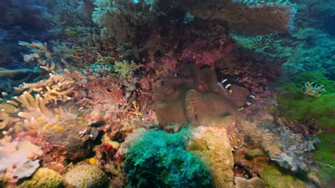 Coral World. Underwater Paradise. Philippines. 360 underwater video in 8K