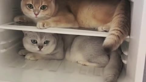 The cat in the fridge