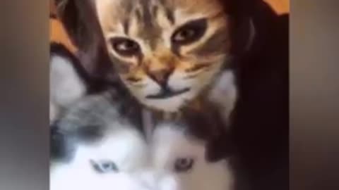 How dogs and cats reacted to a feline camera filter on their owners' faces😂