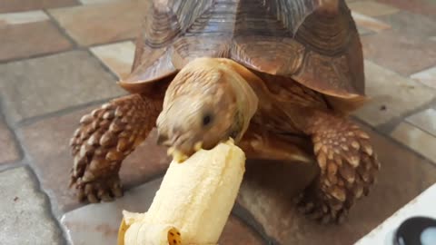 Sulcata Tortoise Eating Banana (Sulaiman) - Hand Feeding-14