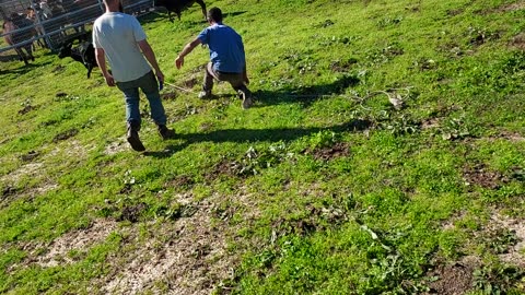 How to not Tag Baby Cow/Calf, #funny,#Goeswrong,#funnyvideos