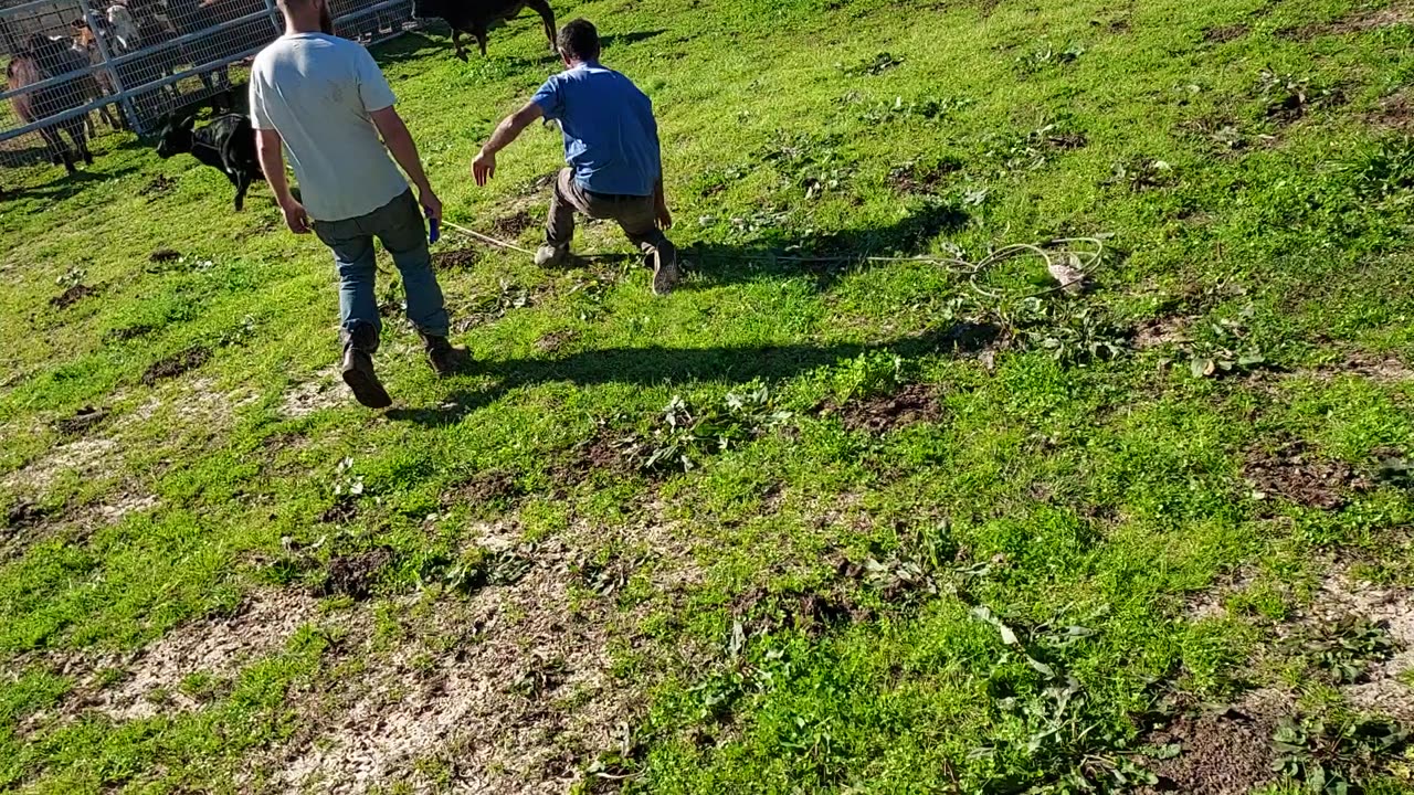 How to not Tag Baby Cow/Calf, #funny,#Goeswrong,#funnyvideos