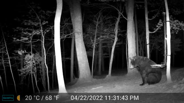 The Woods - 04/23/2022 Bear