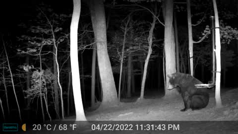 The Woods - 04/23/2022 Bear