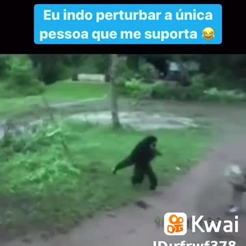 Monkey vs dog