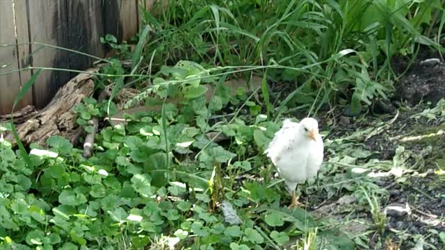 This Chick Was Waiting On Me When I Got Home !