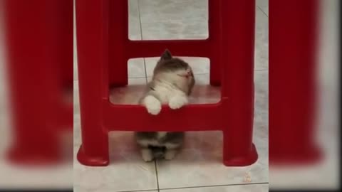 Funny Cat kitten #Short Video