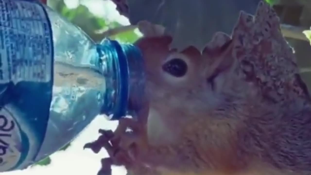 A Thirsty Little Squirrel Gets Water From a Kind Human