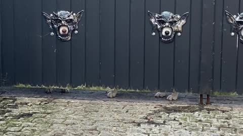 Gate Has Built in Husky Masks