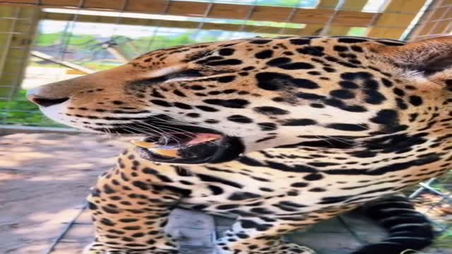 A closer look at Tank’s spots #jaguar