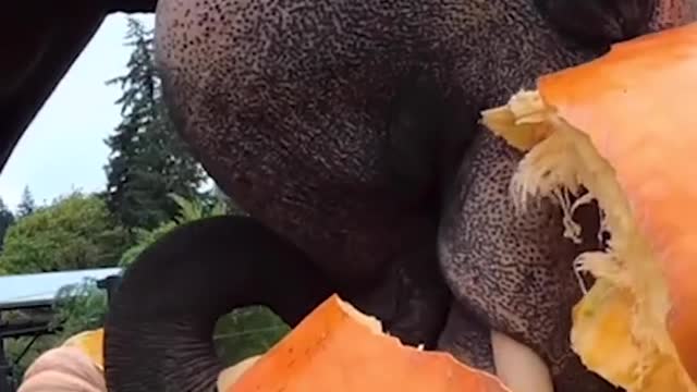 Zoo animals enjoy Halloween treats