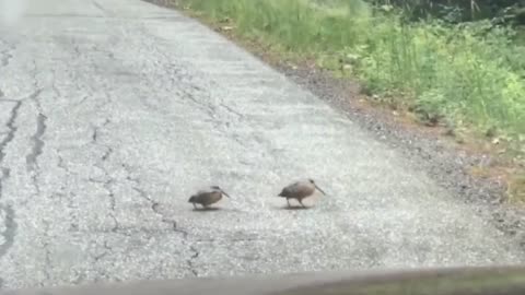 Who said woodcock can't dance and get stuck