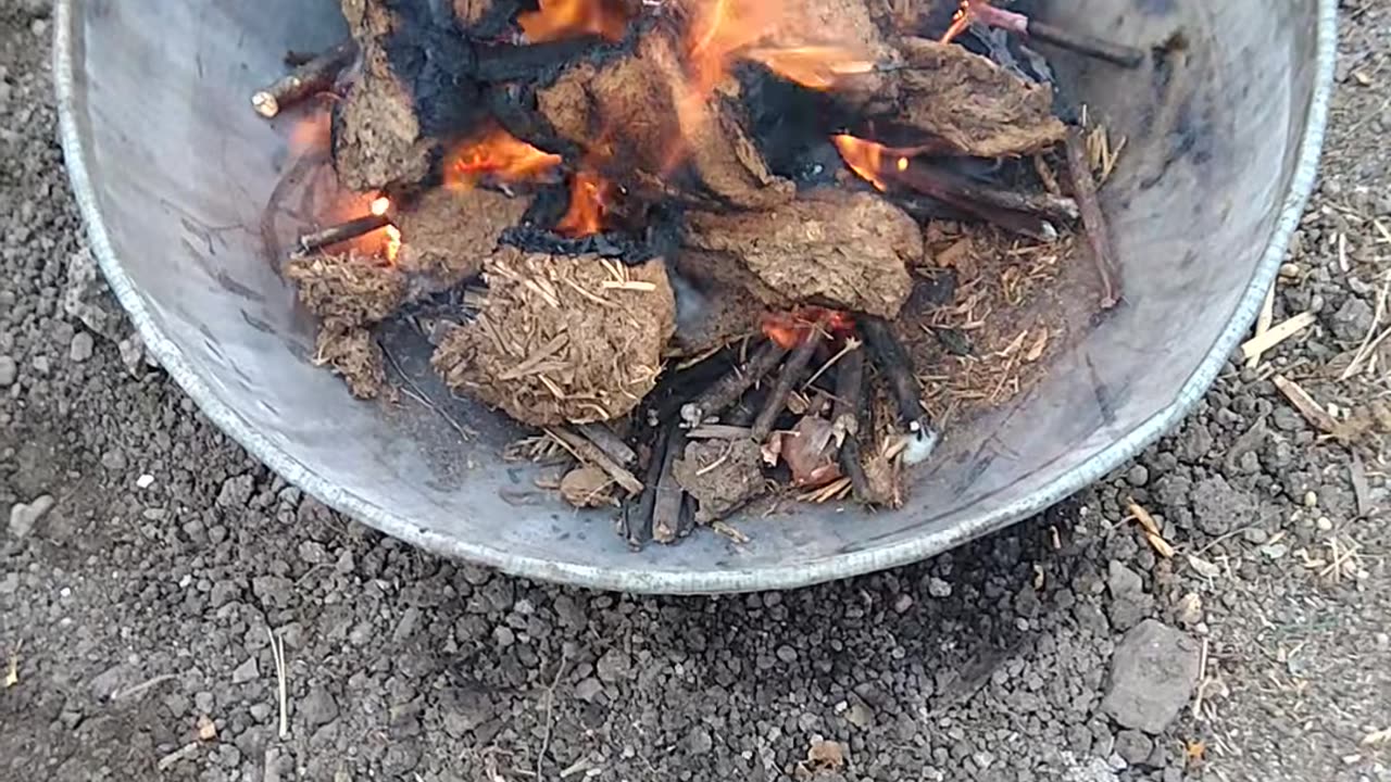 come bruciano le torte di sterco di mucca essiccate DOCUMENTARIO lo sterco di mucca viene fatto essiccare e poi usato come pellet per cucinare il cibo o come concime per le piante in India,oltre a mangiarsi la merda e bersi l'urina delle sacre mucche