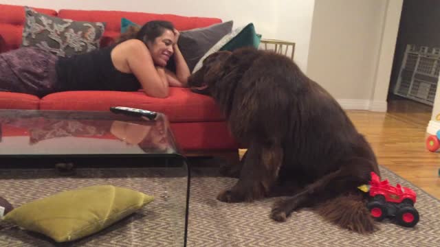 Giant Newfoundland demands attention from mom during the Olympic games