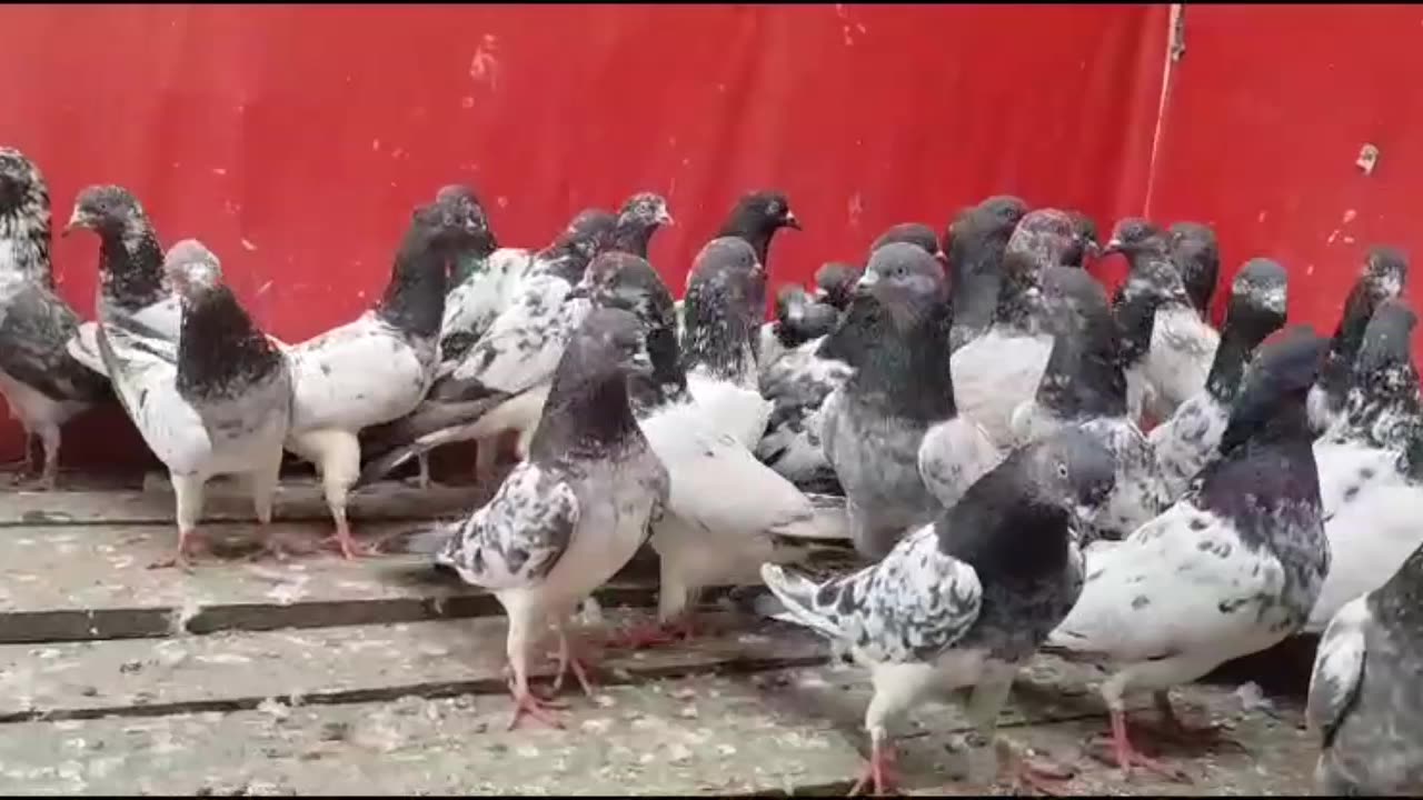 Beautiful pigeon breeder pair best flying parvaazi