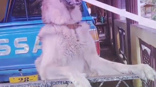 dog song