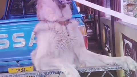 dog song